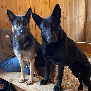 German Shepherds are one of the most popular breeds of dogs in the world. They are known for their intelligence, loyalty, and strength. While these traits make them great companion...